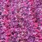 TOP MULTI Teppich Shaggy Flokatiteppich Violett-Pink 240 x 330 cm